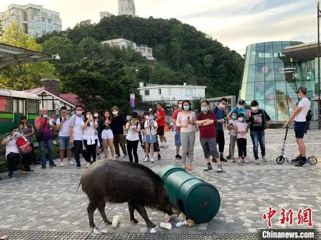 香港赛马会跑狗图,全景解答解释落实_V229.48