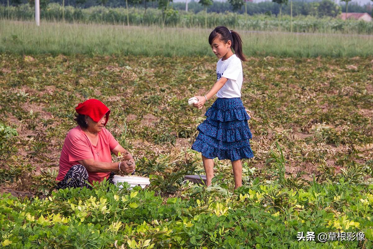 中药材白芍最新价格及动态分析概览