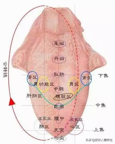 倪海厦最新动态，探索前行，传承永续